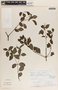 Peperomia humilis image