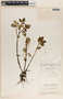 Peperomia humilis image