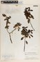 Peperomia humilis image