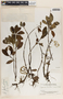 Peperomia humilis image