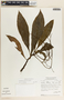 Peperomia lancifolia image