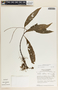 Peperomia lancifolia image