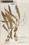 Peperomia lancifolia image