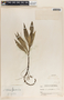 Peperomia lancifolia image