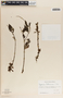 Peperomia liebmannii image