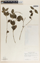 Peperomia liebmannii image