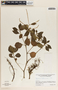 Peperomia liebmannii image