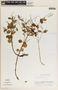 Peperomia liebmannii image