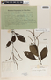 Peperomia lancifolia image