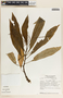 Peperomia lancifolia image