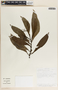 Peperomia lancifolia image