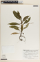 Peperomia lancifolia image