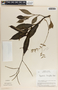 Peperomia lancifolia image