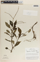 Peperomia lancifolia image