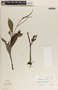 Peperomia lancifolia image