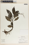 Peperomia lancifolia image