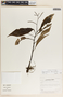 Peperomia lancifolia image