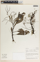 Peperomia lancifolia image