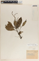 Peperomia lancifolia image
