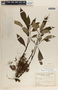 Peperomia lancifolia image