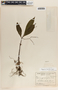 Peperomia lancifolia image