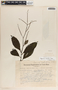 Peperomia lancifolia image