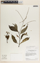 Peperomia lancifolia image