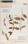 Peperomia macrostachya image