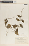 Peperomia macrostachya image