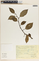 Peperomia macrostachya image