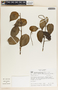 Peperomia macrostachya image