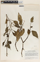 Peperomia macrostachya image