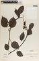 Peperomia macrostachya image