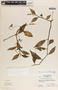 Peperomia macrostachya image