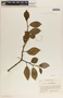 Peperomia macrostachya image