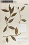 Peperomia macrostachya image