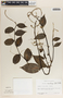 Peperomia macrostachya image