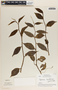 Peperomia macrostachya image