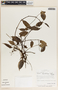 Peperomia macrostachya image