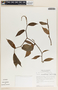 Peperomia macrostachya image