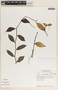 Peperomia macrostachya image