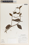 Peperomia macrostachya image