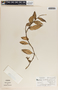 Peperomia macrostachya image