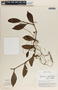 Peperomia macrostachya image