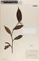 Peperomia macrostachya image