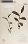 Peperomia macrostachya image