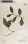 Peperomia macrostachya image