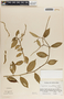 Peperomia macrostachya image