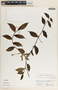 Peperomia macrostachya image