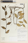 Peperomia macrostachya image